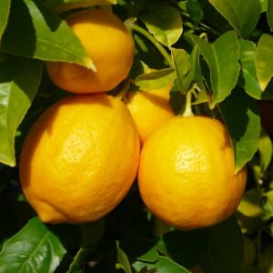 Delicious Meyer Lemons