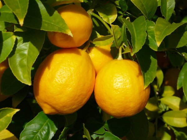 Delicious Meyer Lemons